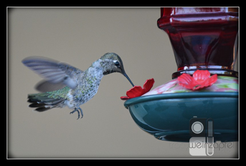 Hummingbird Lady…slow it down!