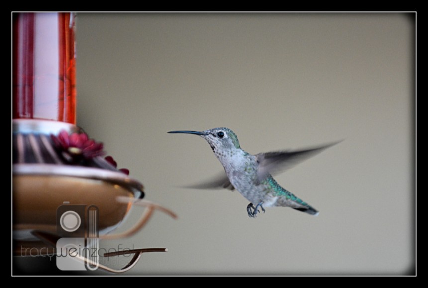 Hummingbird ‘Hood
