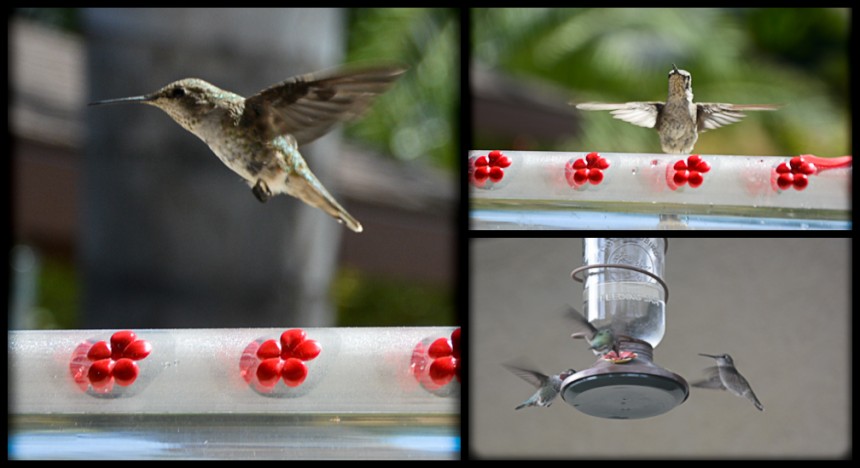 My hummingbirds are back…Crazy Bird Lady